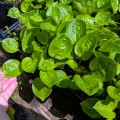 Hosta "Fruit Cup", fot. AS
