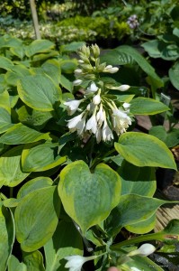 Hosta „Bingo” - funkia