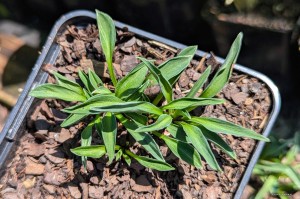 Hosta „Pierced Mouse Ears” - funkia