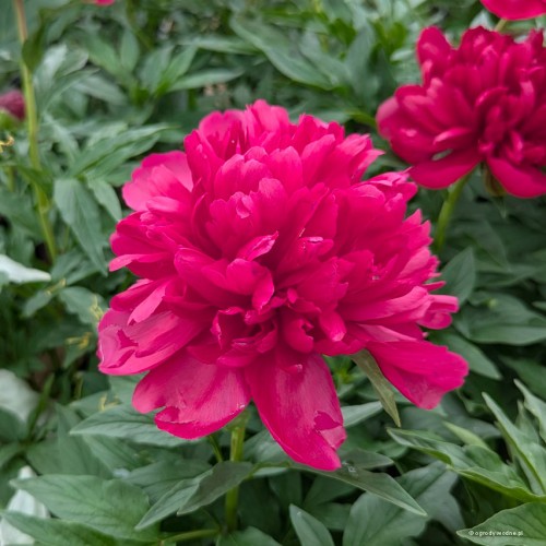 Paeonia "Many Happy Returns", fot. AS