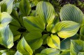 Hosta "Velvet Moon", fot. AS