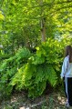 Osmunda regalis - cień, kompost i woda pod dostatkiem