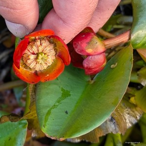 Nuphar japonica "Rubra" - grążel japoński