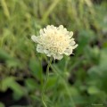 Scabiosa ochroleuca, fot. AS
