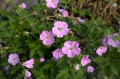Geranium "Azure Rush", fot. AS