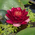 Nymphaea "Perry's Deepest Red", fot. AS