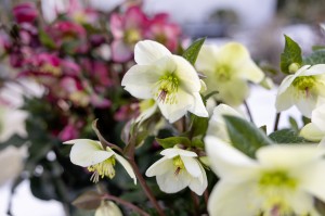 Helleborus HGC® "Ice N’ Roses® Milla Marble" - ciemiernik