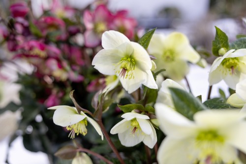 Helleborus x iburgensis HGC® "Ice N’ Roses® Milla Marble", fot. dzięki uprzejmości HEUGER