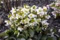 Helleborus x iburgensis HGC® "Ice N’ Roses® Milla Marble", fot. dzięki uprzejmości HEUGER