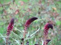 Lysimachia atropurpurea „Beaujolais” - kwiat