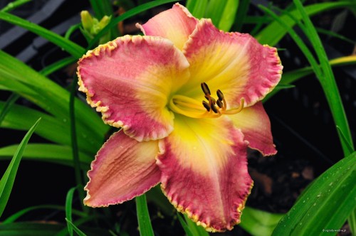 Hemerocallis „Spiritual Corridor”