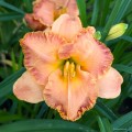 Hemerocallis „Spacecoast Early Bird”, fot. AS