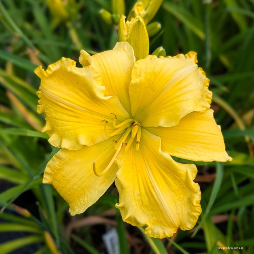 Hemerocallis "Molokai", fot. AS