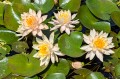 Nymphaea "Paranee", fot. AS