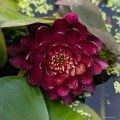 Nymphaea "Perry's Deepest Red", fot. AS