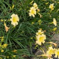 Hemerocallis "Dark Raver", fot. AS