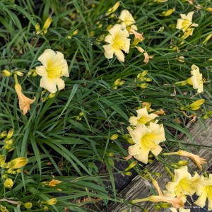Hemerocallis „Dark Raver” - liliowiec