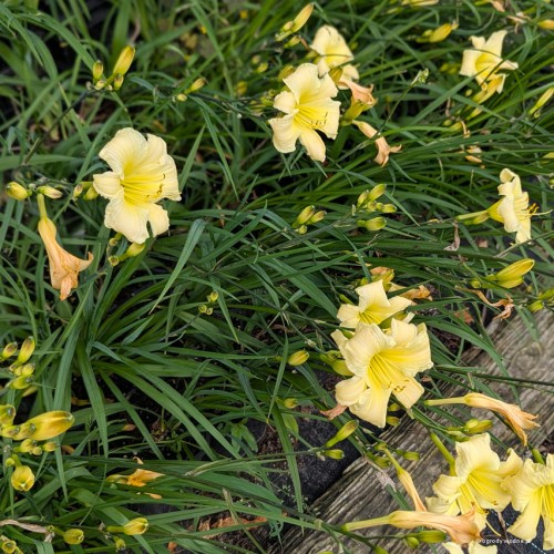Hemerocallis "Dark Raver", fot. AS