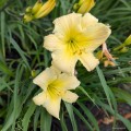 Hemerocallis "Dark Raver", fot. AS