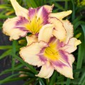 Hemerocallis "Destined To See", fot. AS