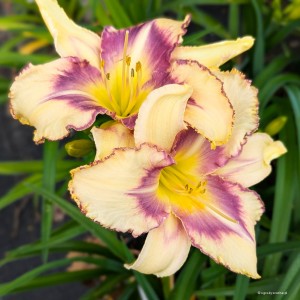 Hemerocallis „Destined to See” - liliowiec