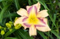 Hemerocallis "Destined To See", fot. AS