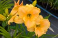 Hemerocallis "Earth Angel", fot. AS