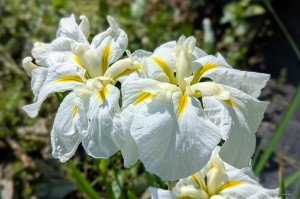 Iris ensata „Kiri Shigure” - kosaciec mieczolistny