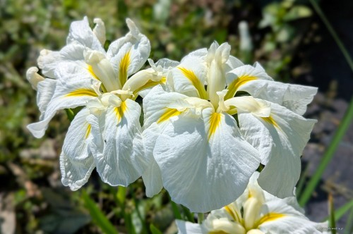 Iris ensata „Kiri Shigure”, fot. AS