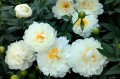 Paeonia "Fringed Ivory", fot. AS