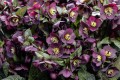 Helleborus HGC® "N’ Roses® Mona Marble", fot. dzięki uprzejmości HEUGER