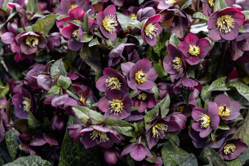 Helleborus HGC® "N’ Roses® Mona Marble", fot. dzięki uprzejmości HEUGER
