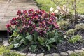 Helleborus HGC® "N’ Roses® Mona Marble", fot. dzięki uprzejmości HEUGER