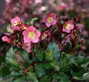 Helleborus HGC® "Ice N’ Roses® Megan Marble" - ciemiernik