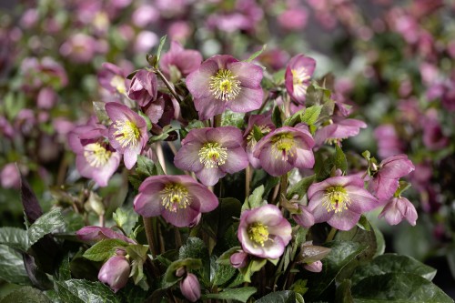 Helleborus HGC® "N’ Roses® Mindy Marble", fot. dzięki uprzejmości HEUGER