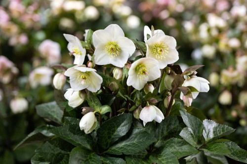 Helleborus HGC® "N’ Roses® Mia Marble", fot. dzięki uprzejmości HEUGER