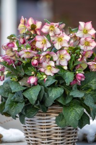 Helleborus HGC® "Ice N’ Roses® Maddy Marble" - ciemiernik