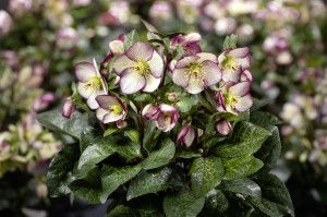 Helleborus HGC® "Ice N’ Roses® Macy Marble" - ciemiernik