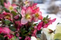 Helleborus HGC® "N’ Roses® Mary Marble", fot. dzięki uprzejmości HEUGER
