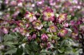Helleborus HGC® "N’ Roses® Mary Marble", fot. dzięki uprzejmości HEUGER