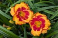 Hemerocallis "Andy Candy", fot. AS
