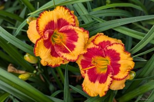 Hemerocallis „Andy Candy” - liliowiec