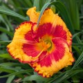 Hemerocallis "Andy Candy", fot. AS