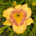 Hemerocallis "Blueberry Cream"