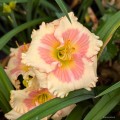 Hemerocallis "Be My Girl", fot. AS