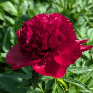 Paeonia „Red Charm” - piwonia