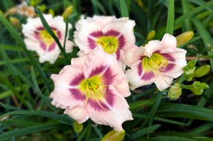 Hemerocallis „Blueberry Vanilla” - liliowiec
