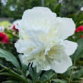 Paeonia "Laura Dessert", fot. AS