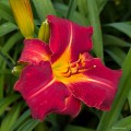 Hemerocallis „Dragon Lore”, fot. AS
