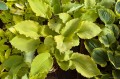Hosta "Echo The Sun", fot. AS